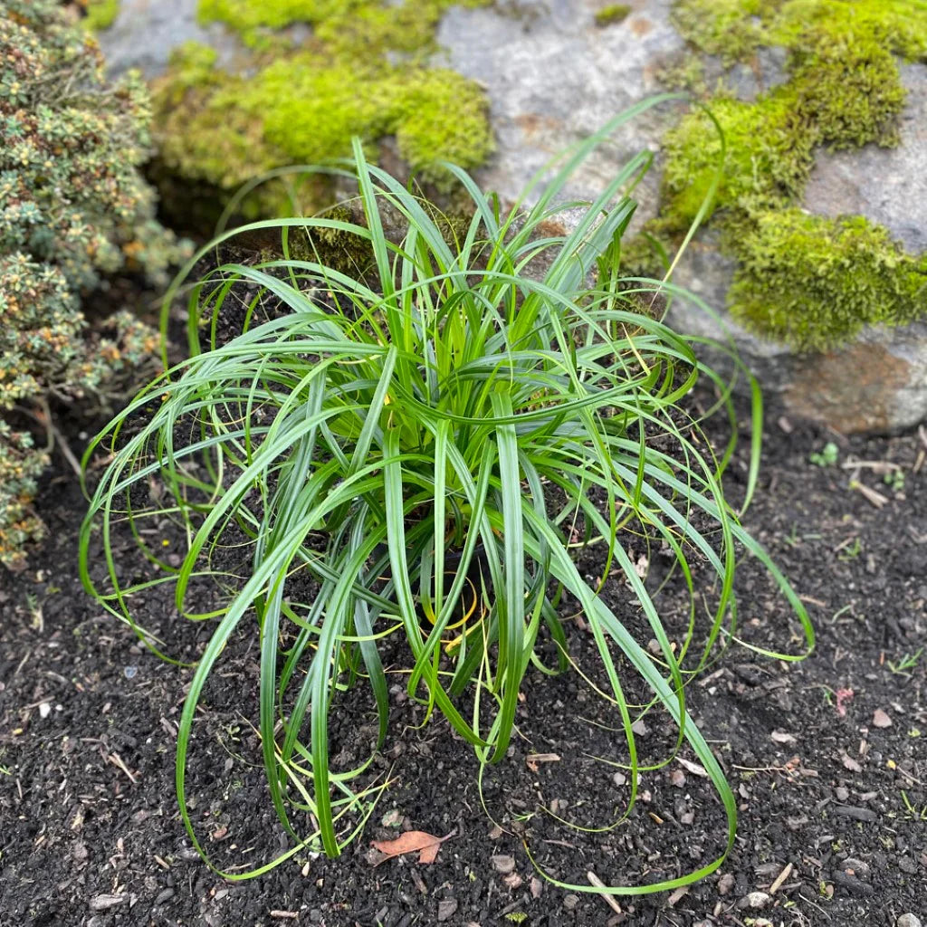 Carex 'Ribbon Falls™'