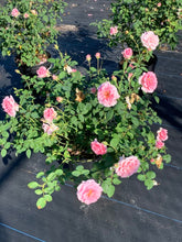 Load image into Gallery viewer, Rose 'Pink Princess'
