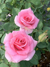 Load image into Gallery viewer, Rose 'Pink Princess'
