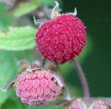 Load image into Gallery viewer, Rubus strigosus (American Red Raspberry)
