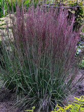 Load image into Gallery viewer, Schizachyrium &#39;Blue Paradise&#39;
