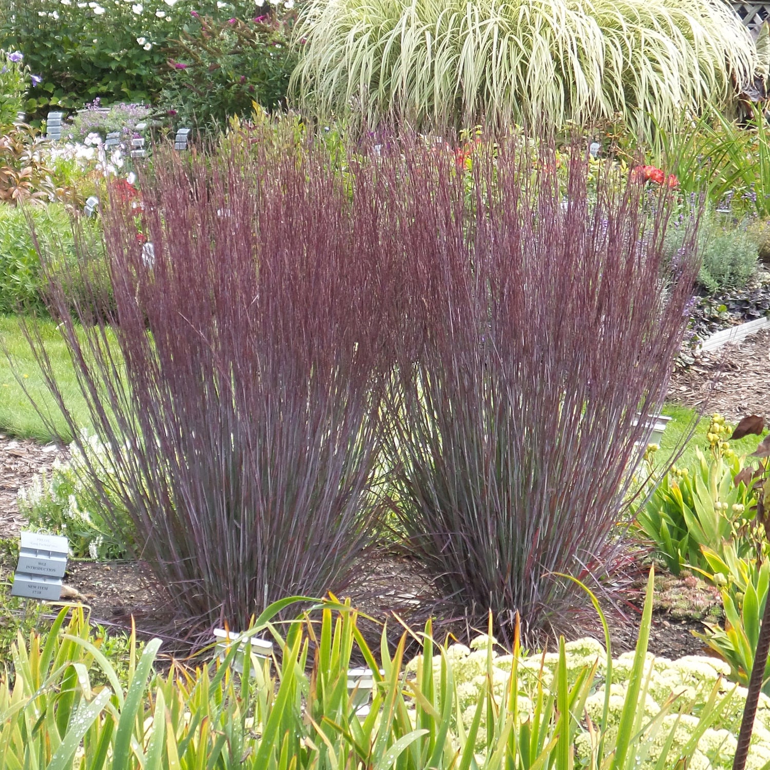 Schizachyrium 'Blue Paradise'