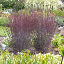 Load image into Gallery viewer, Schizachyrium &#39;Blue Paradise&#39;
