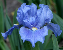 Load image into Gallery viewer, German Iris &#39;Sky of Blue&#39;
