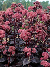 Load image into Gallery viewer, Sedum 'Night Embers'
