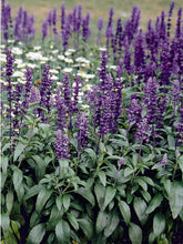 Load image into Gallery viewer, Annual Salvia
