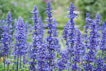 Load image into Gallery viewer, Annual Salvia
