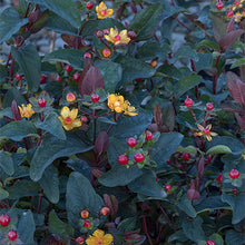 Load image into Gallery viewer, Hypericum 'Burgundy'
