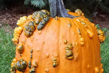 Load image into Gallery viewer, Pumpkin &#39;Scarface&#39;
