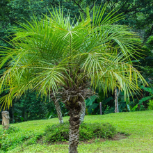 Load image into Gallery viewer, Pygmy Date Palm
