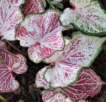 Load image into Gallery viewer, Caladium 'Peppermint'
