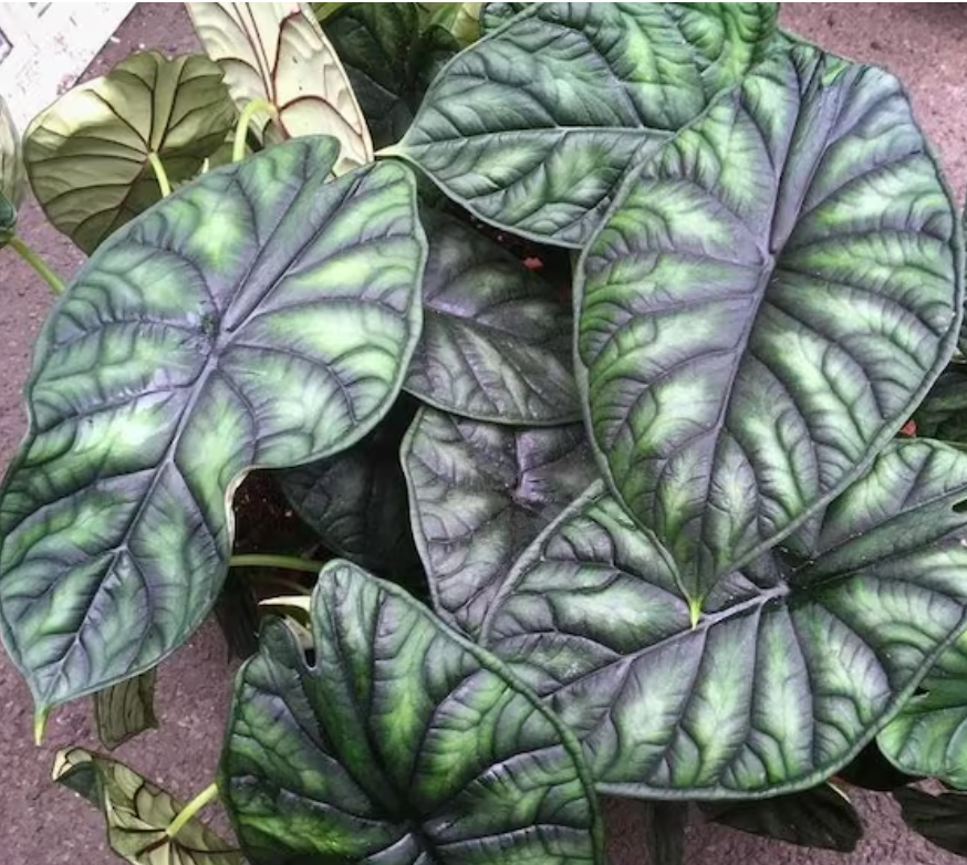 Alocasia 'Dragon Scale'