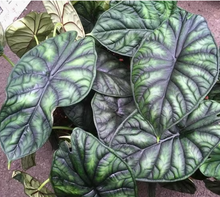 Load image into Gallery viewer, Alocasia &#39;Dragon Scale&#39;
