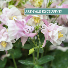 Load image into Gallery viewer, Aquilegia 'Winky Double Rose-White'
