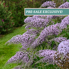 Load image into Gallery viewer, Buddleia &#39;Grand Cascade&#39;
