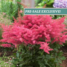 Load image into Gallery viewer, Astilbe &#39;Younique™ Cerise&#39;
