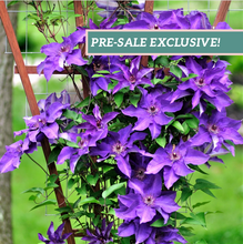 Load image into Gallery viewer, Clematis &#39;The President&#39;
