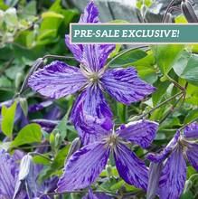 Load image into Gallery viewer, Clematis &#39;Tie Dye&#39;
