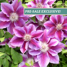 Load image into Gallery viewer, Clematis &#39;Kilian Donahue&#39;
