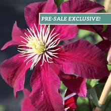 Load image into Gallery viewer, Clematis &#39;Niobe&#39;
