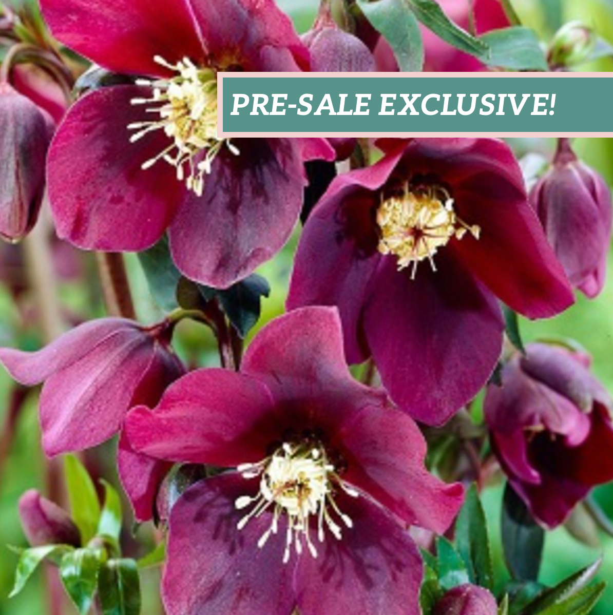 Helleborus 'Rome in Red'