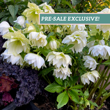 Load image into Gallery viewer, Helleborus &#39;Wedding Bells&#39;
