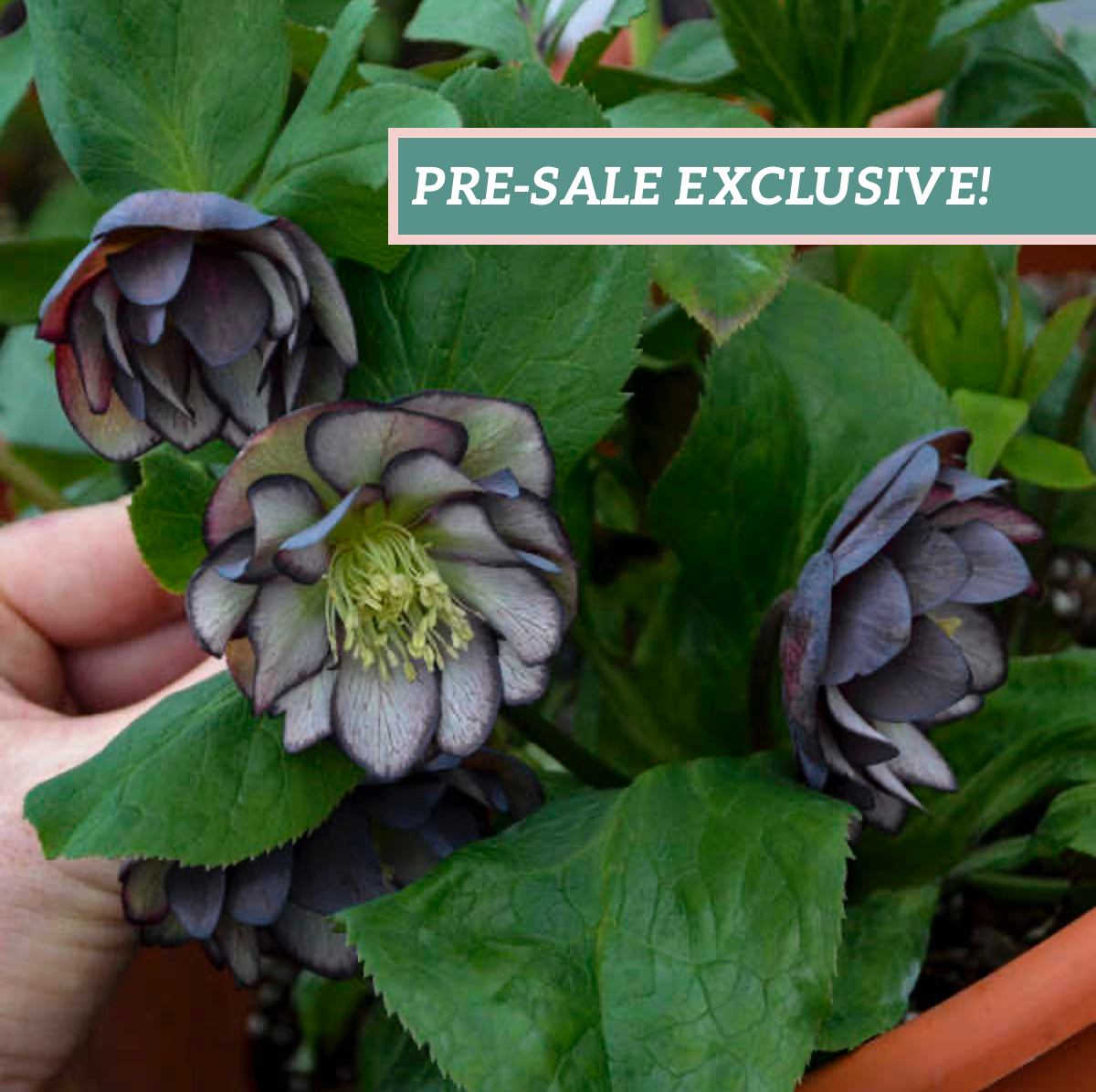 Helleborus 'Black Tie Affair'