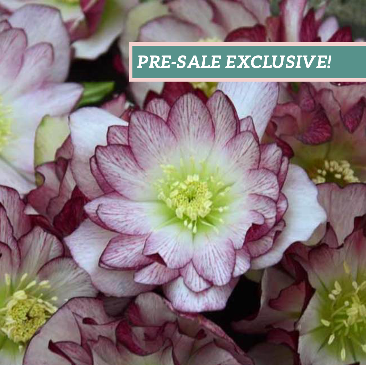 Helleborus 'Blushing Bridesmaid'