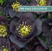 Load image into Gallery viewer, Helleborus 'Dark and Handsome'
