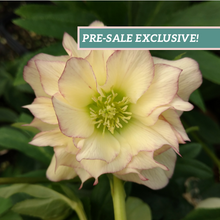 Load image into Gallery viewer, Helleborus &#39;First Dance&#39;
