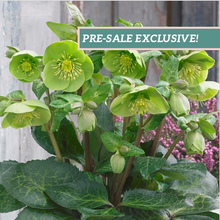 Load image into Gallery viewer, Helleborus Frostkiss® &#39;Illumi Lime&#39;
