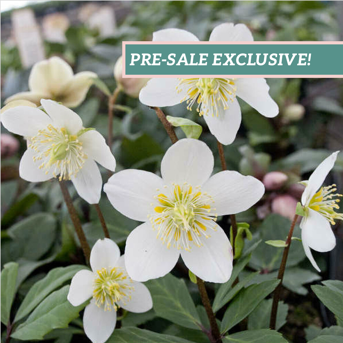 Helleborus Gold Collection® 'Jacob'