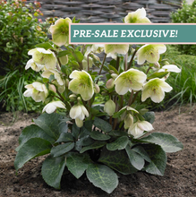 Load image into Gallery viewer, Helleborus Frostkiss® &#39;Molly&#39;s White&#39;
