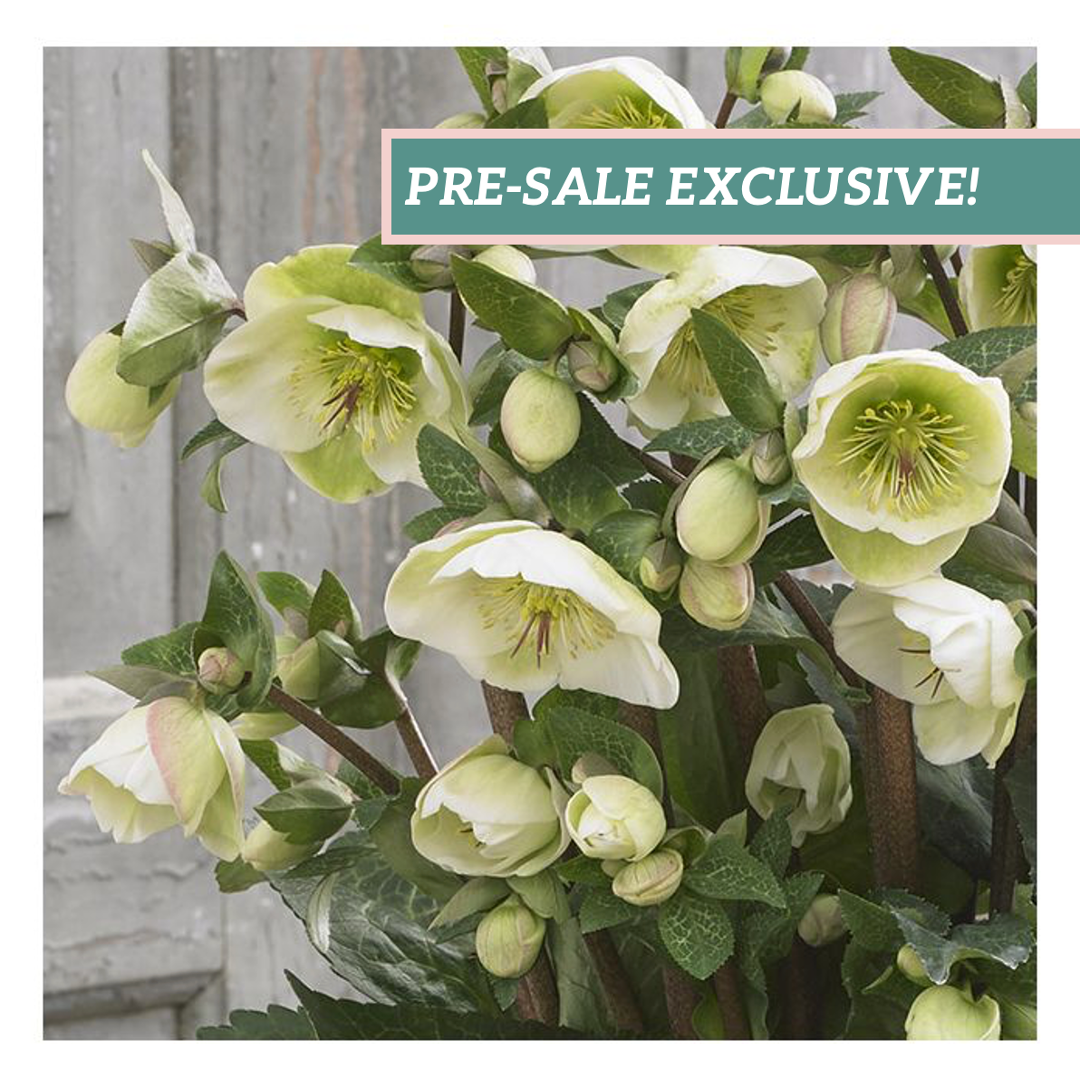 Hellebores – BloomBox