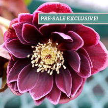 Load image into Gallery viewer, Helleborus North Star™ &#39;Plum&#39;
