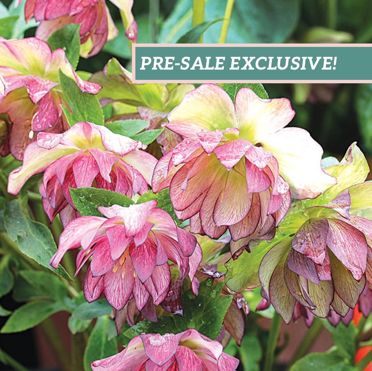 Helleborus 'Peppermint Ice'