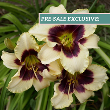 Load image into Gallery viewer, Daylily 'Blackthorne'
