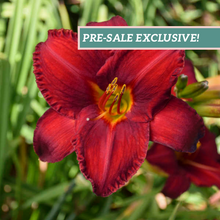 Load image into Gallery viewer, Daylily &#39;Chicago Apache&#39;
