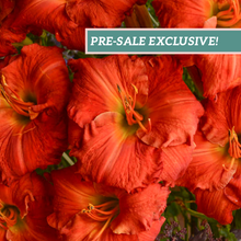 Load image into Gallery viewer, Daylily 'Desert Flame'
