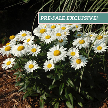 Load image into Gallery viewer, Leucanthemum &#39;Snow Lady&#39;
