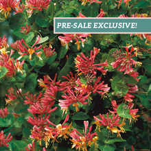 Load image into Gallery viewer, Lonicera &#39;Gold Flame&#39;
