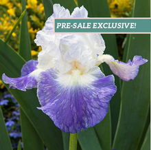 Load image into Gallery viewer, German Iris &#39;Clarence&#39;
