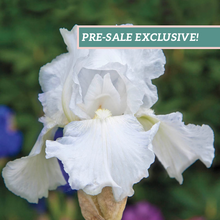 Load image into Gallery viewer, German Iris &#39;Immortality&#39;

