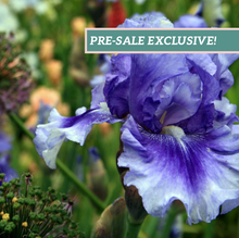 Load image into Gallery viewer, German Iris &#39;No Count Blues&#39;
