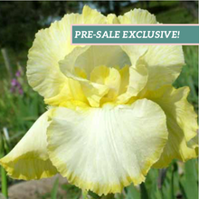 Load image into Gallery viewer, German Iris &#39;Total Recall&#39;
