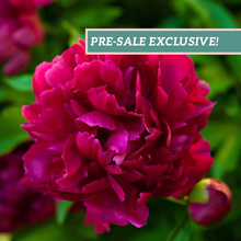 Load image into Gallery viewer, Peony &#39;Felix Crousse&#39;

