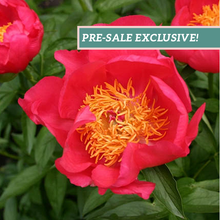 Load image into Gallery viewer, Peony &#39;Flame&#39;
