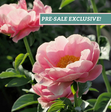 Load image into Gallery viewer, Peony 'Happy Salmon'
