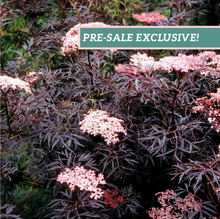 Load image into Gallery viewer, Sambucus &#39;Black Lace&#39;
