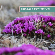 Load image into Gallery viewer, Saxifraga &#39;Purple Robe&#39;
